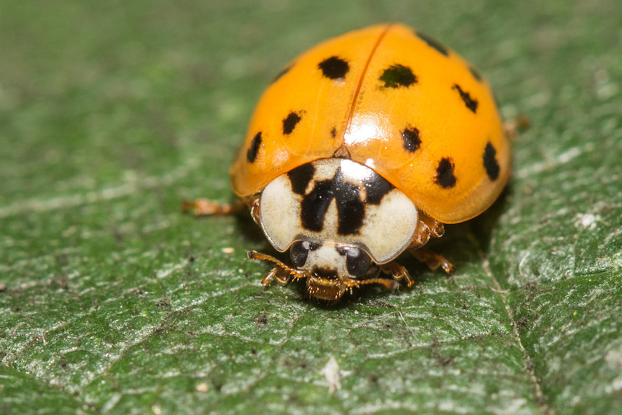 Asiatische Marienkäfer