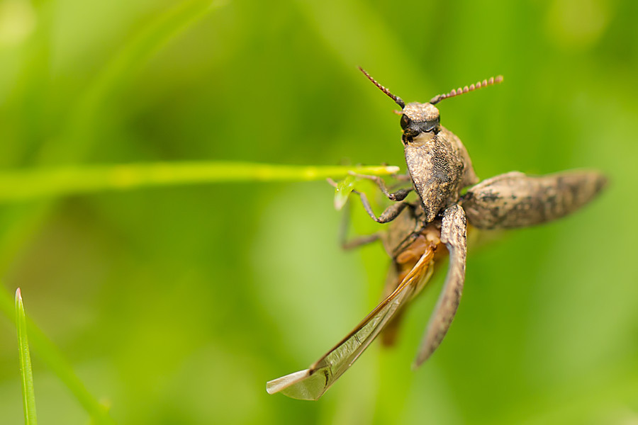 Käfer