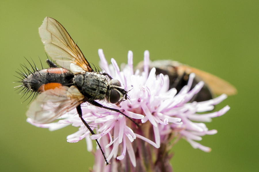 Rotgefleckte Raupenfliege