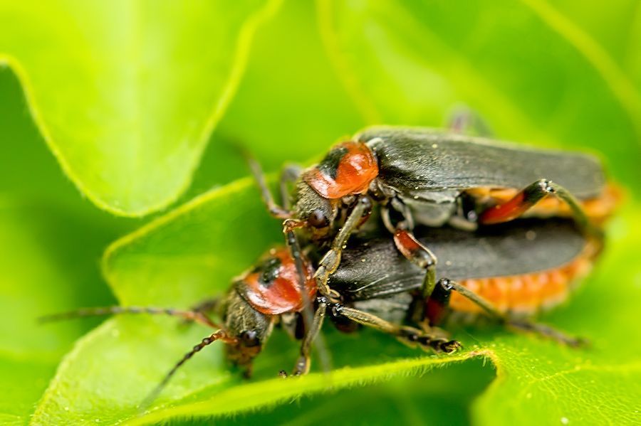 Weichkäfer