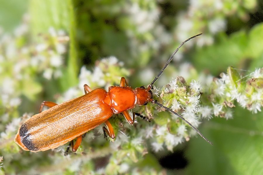 Weichkäfer
