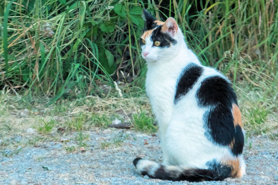 Katze