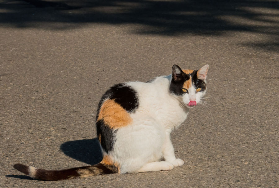 Katze
