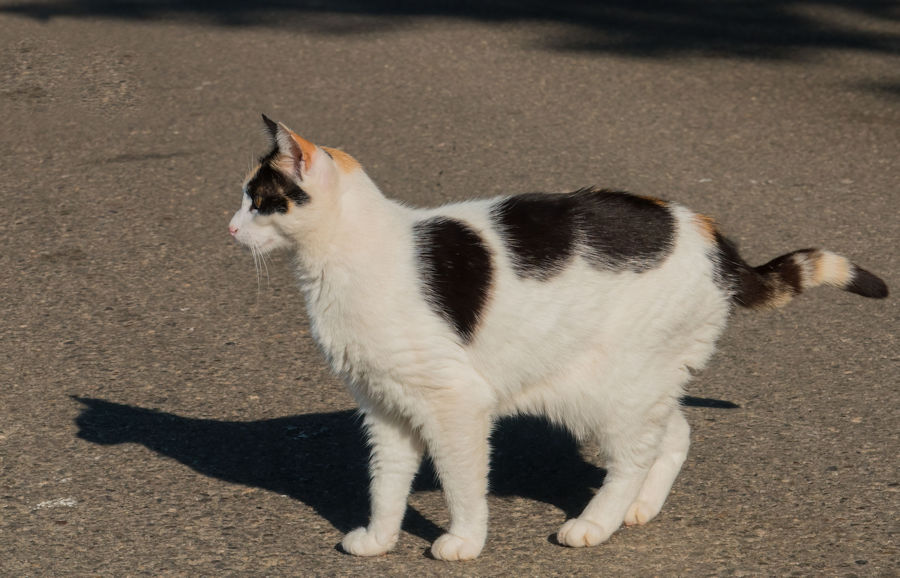 Katze