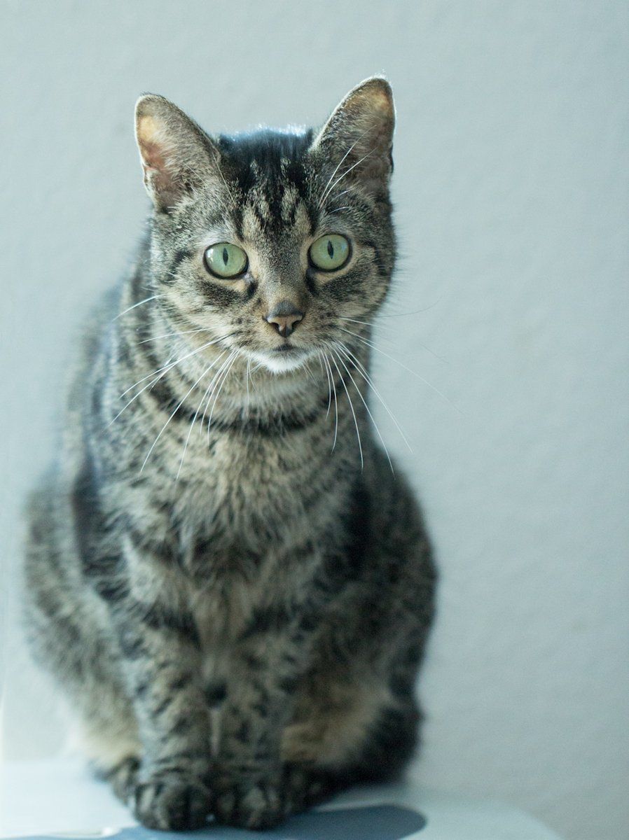 Frieda