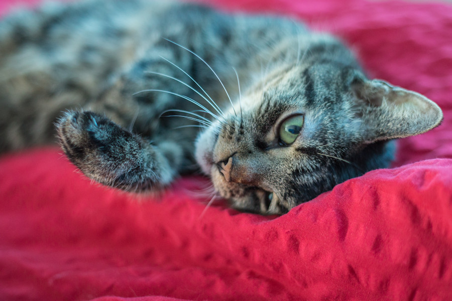 Frieda