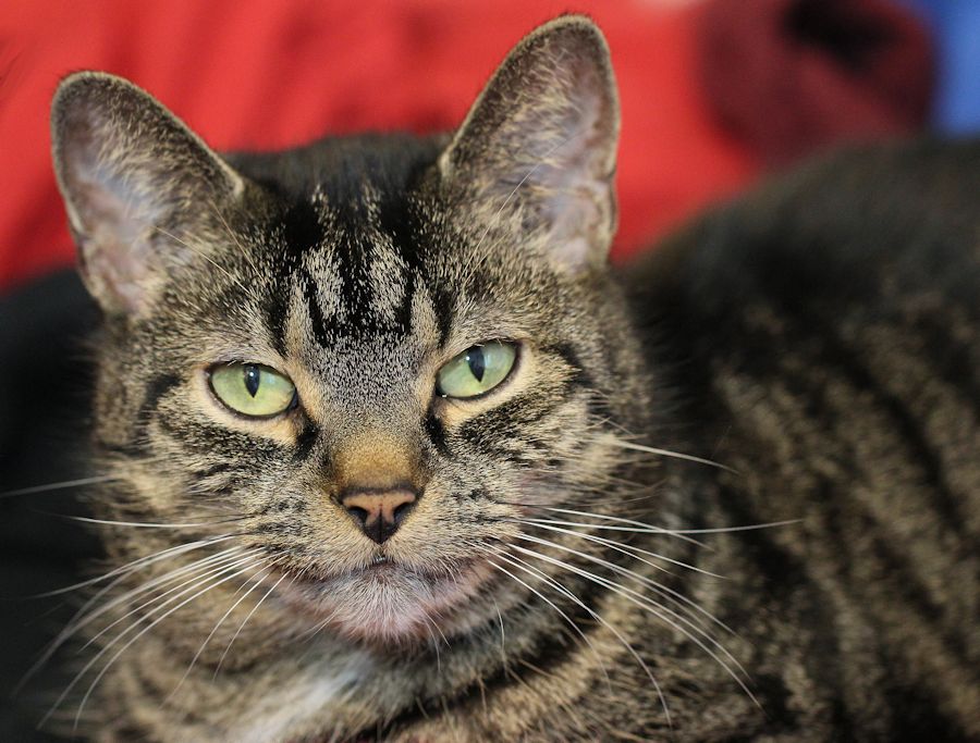 Frieda