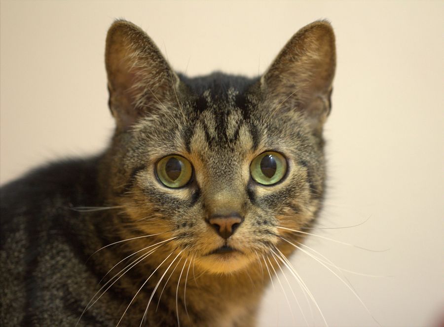 Frieda