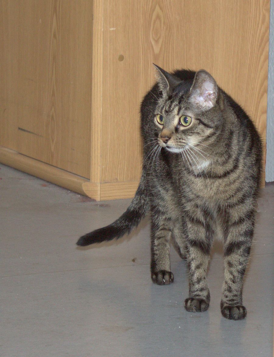 Frieda