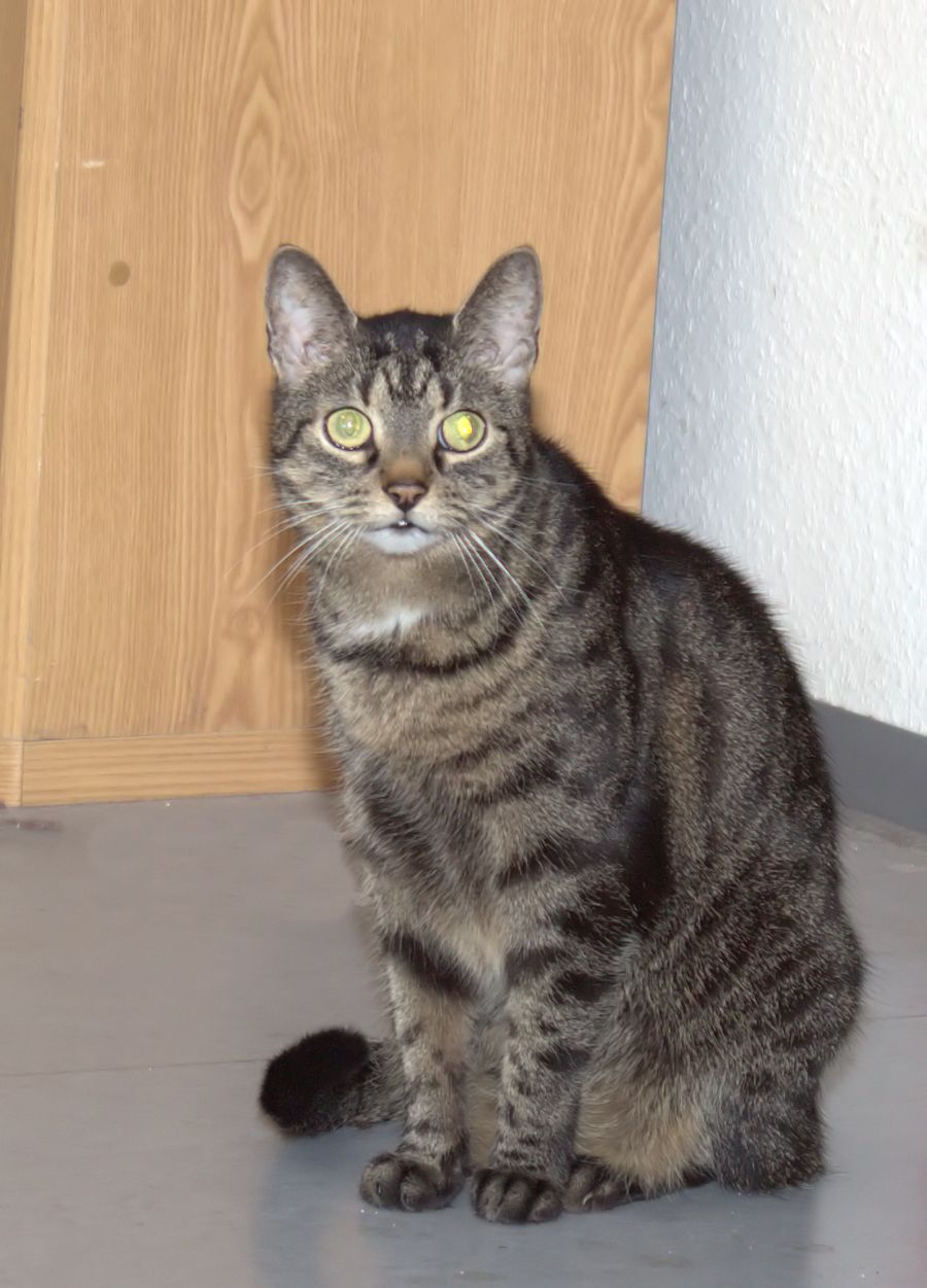 Frieda
