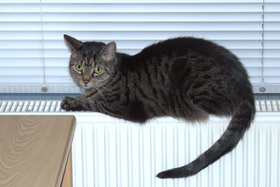 Frieda auf der Heizung
