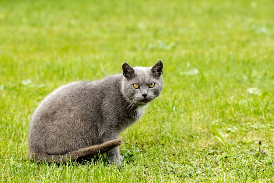 Kater Peter