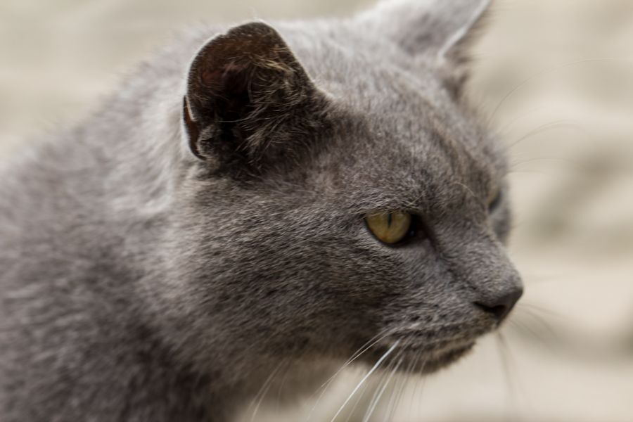 Kater Peter