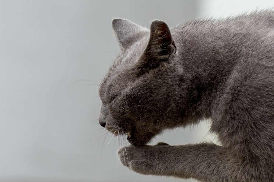 Kater Peter
