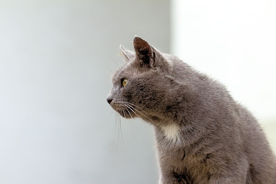 Kater Peter