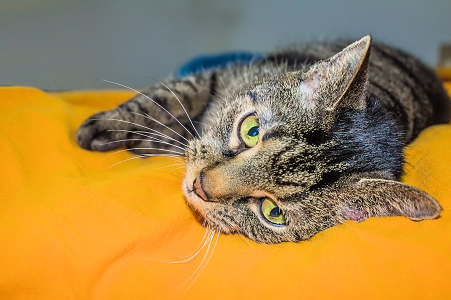 Katze Frieda