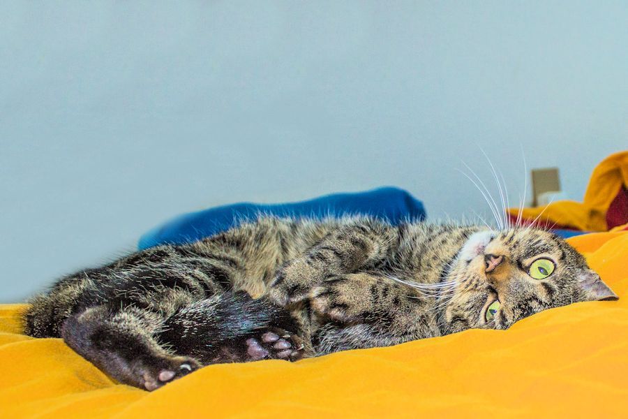 Katze Frieda