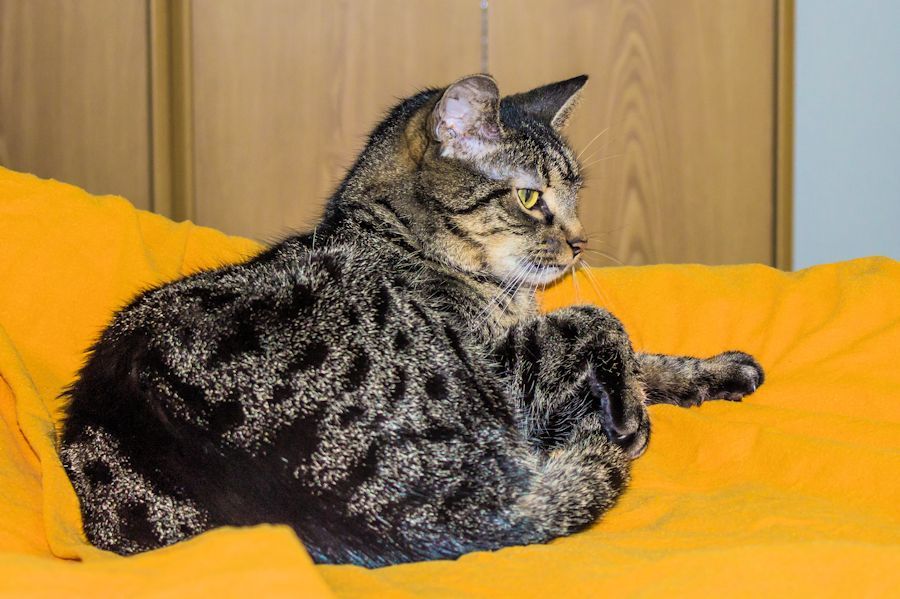 Katze Frieda