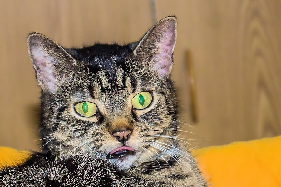 Katze Frieda