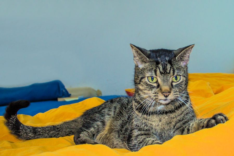 Katze Frieda