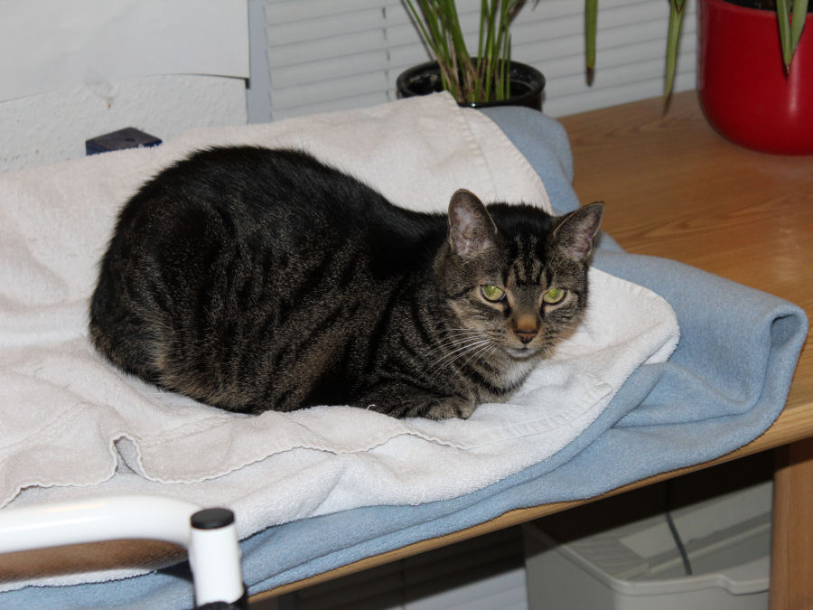Katze Frieda