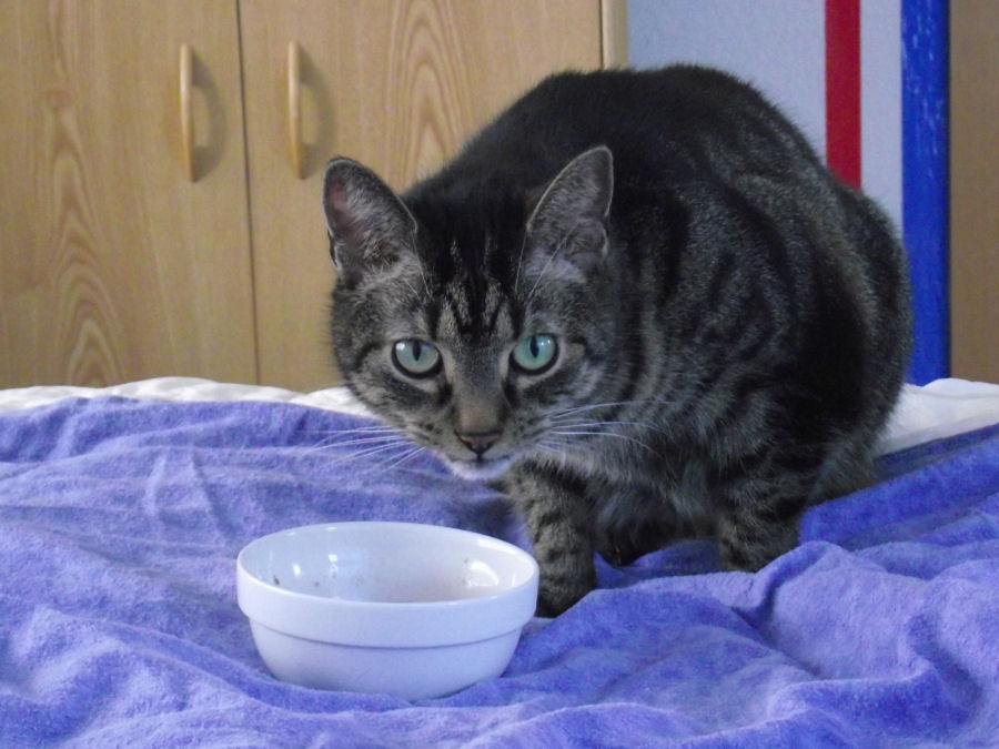 Katze Frieda