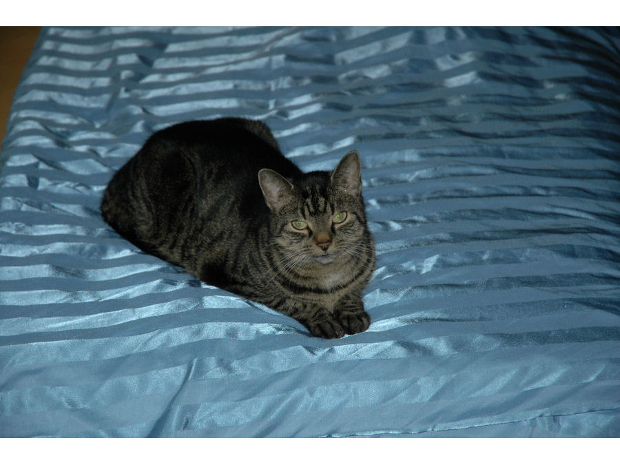 Katze Frieda
