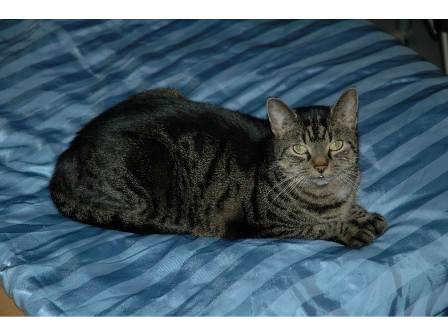 Katze Frieda