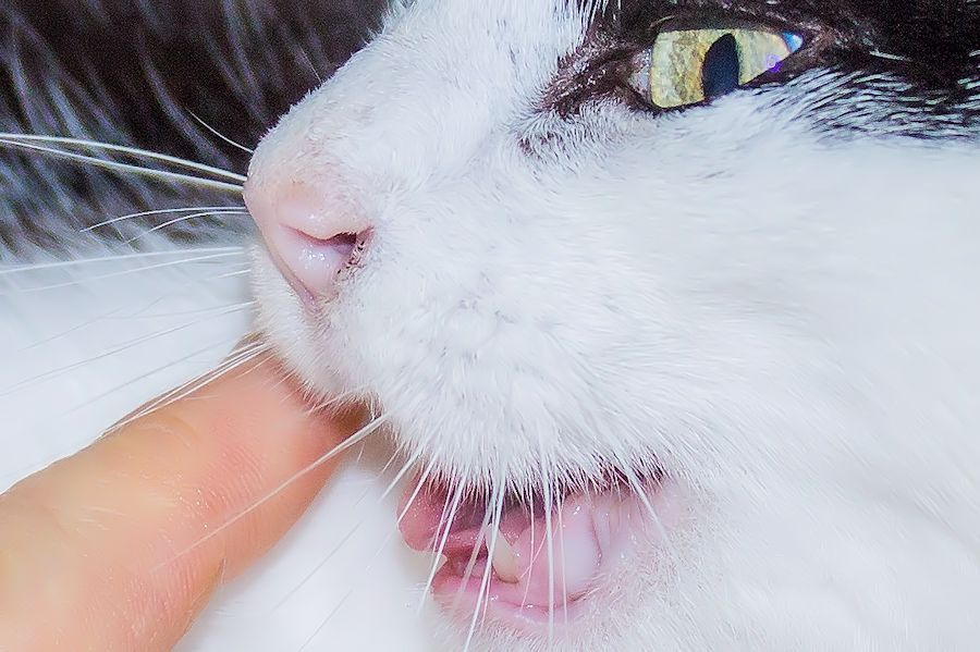 Katze Lena beisst zu
