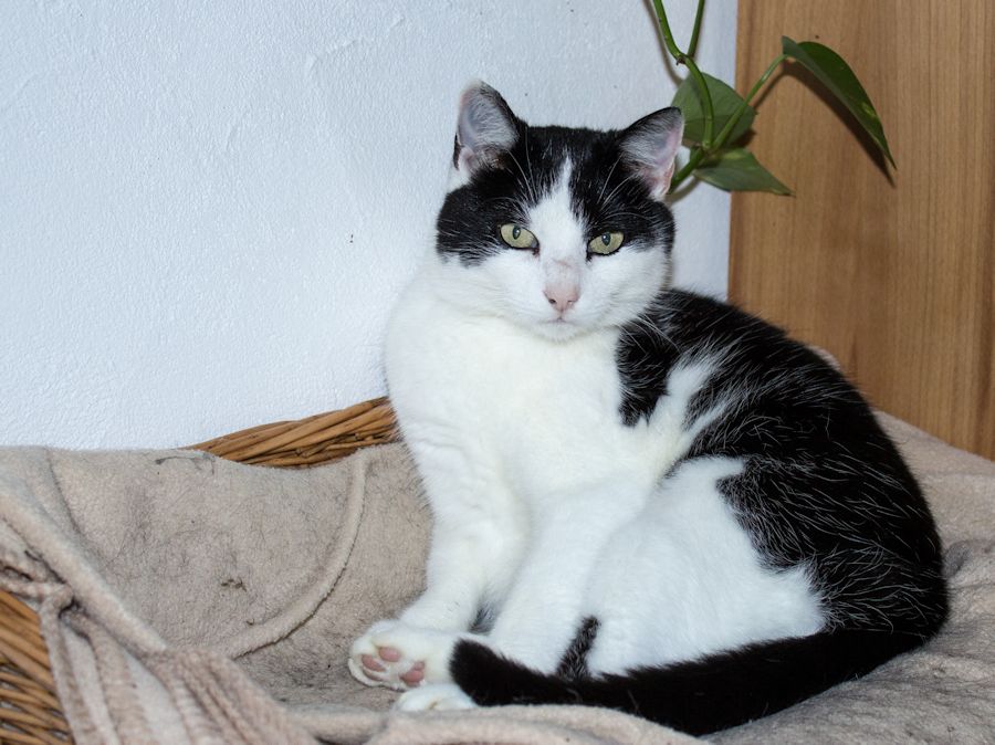 Lena