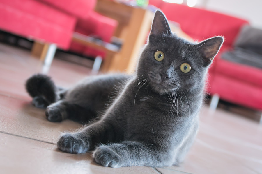 Lyla