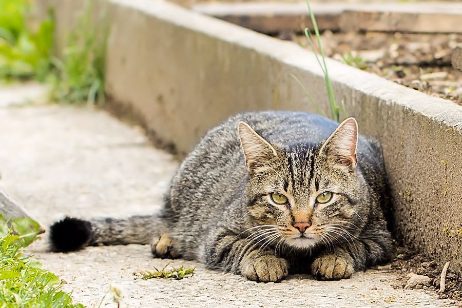 Nachbars Katze