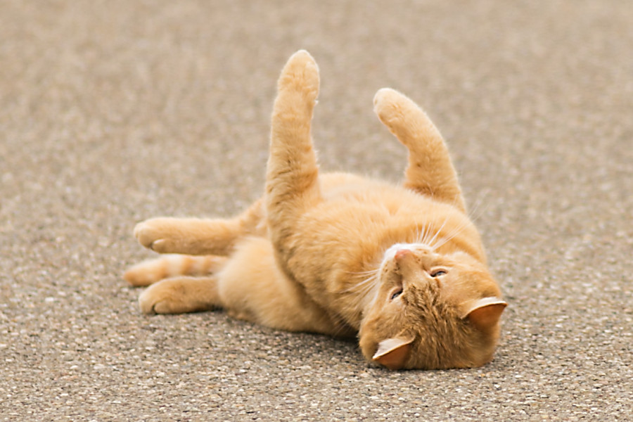Nachbars Katze