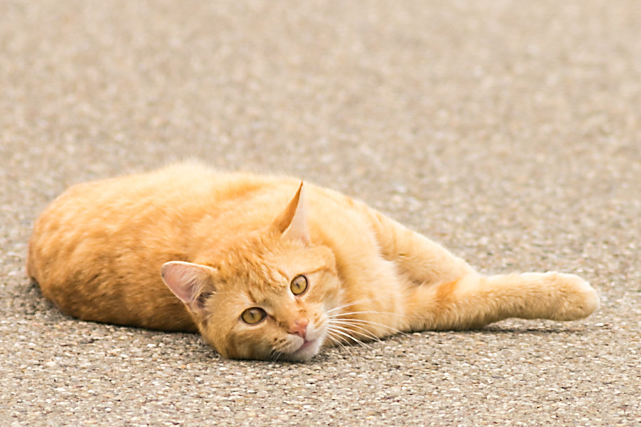 Nachbars Katze
