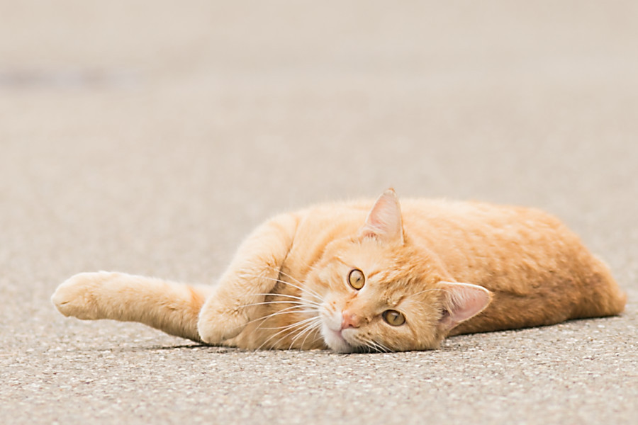 Nachbars Katze