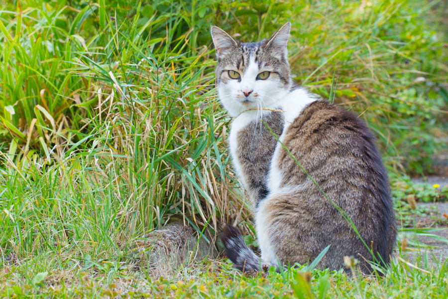 Nachbars Katze