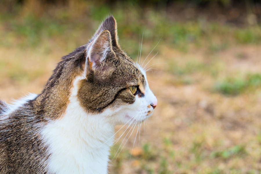 Nachbars Katze