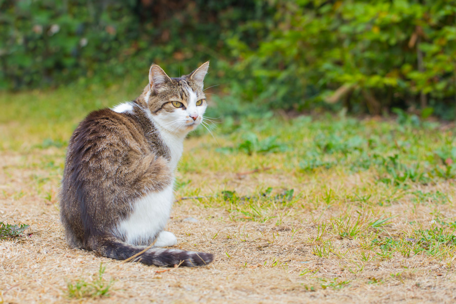 Nachbars Katze