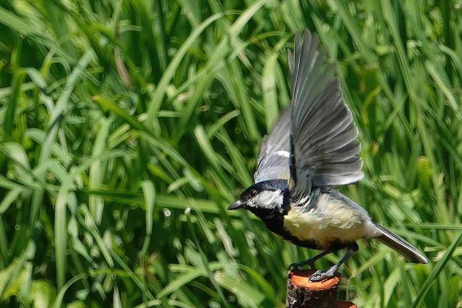 Kohlmeise beim Abflug