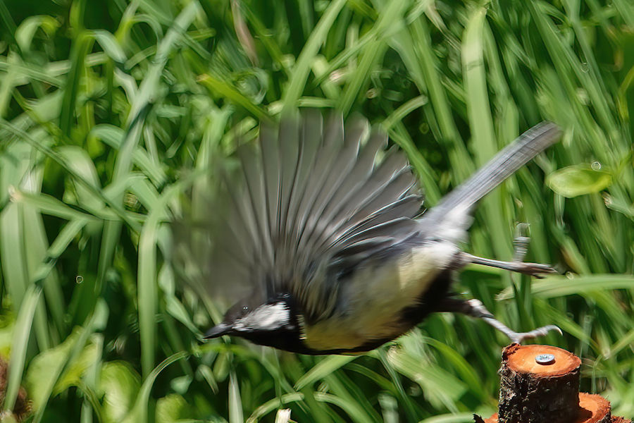 Kohlmeise beim Abflug