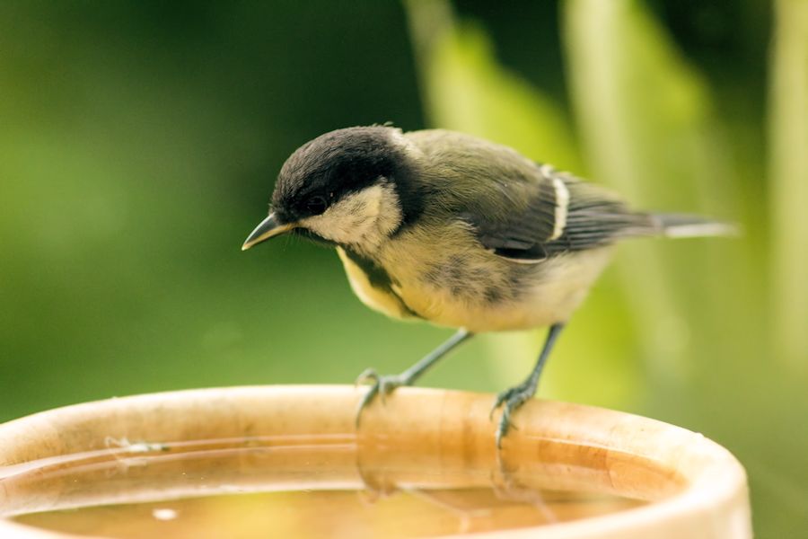 Kohlmeise an der Wasserschale