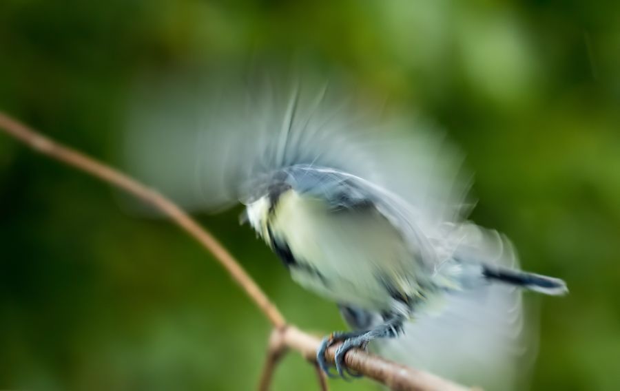 Kohlmeise beim abflug