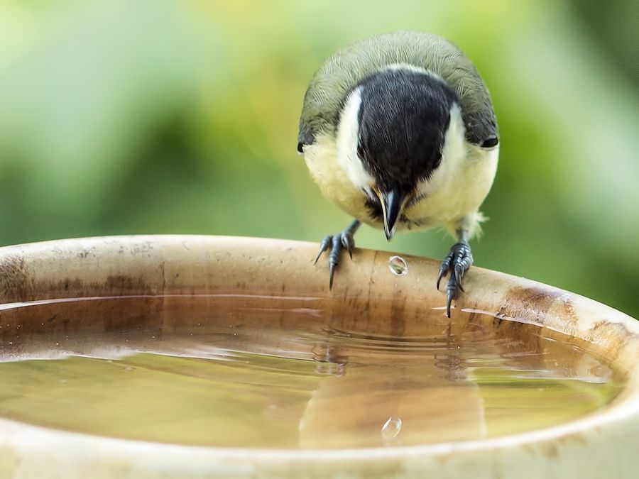 Kohlmeise beim trinken