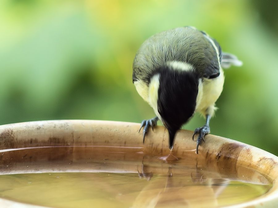 Kohlmeise beim trinken