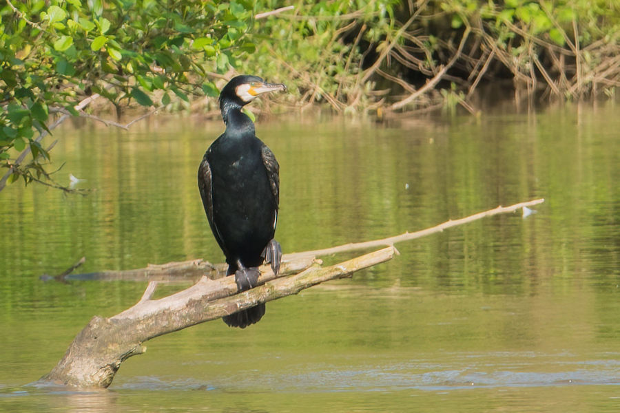 Kormoran