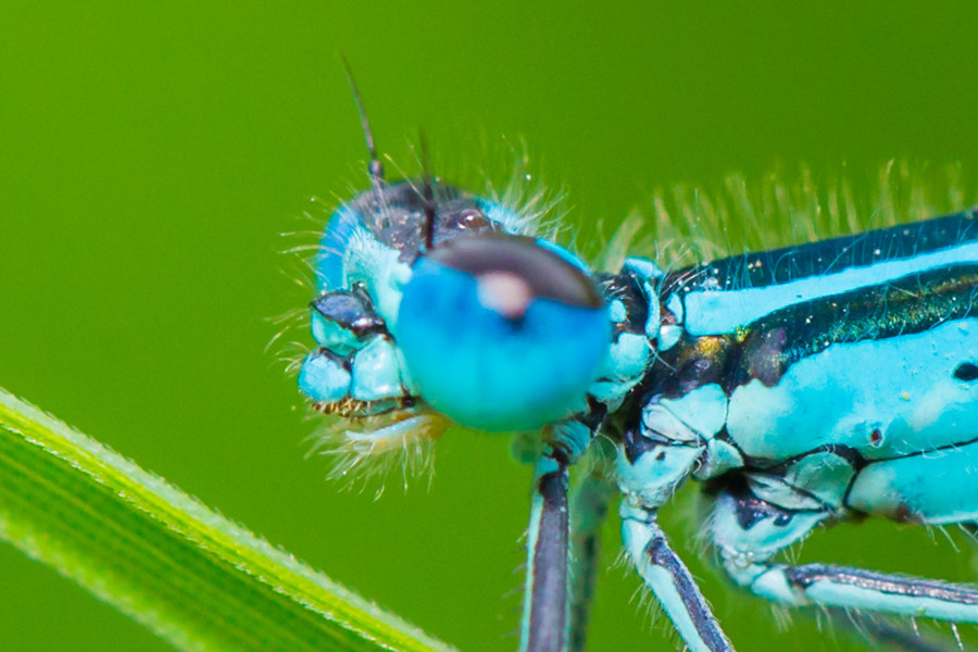 Blaue Federlibelle