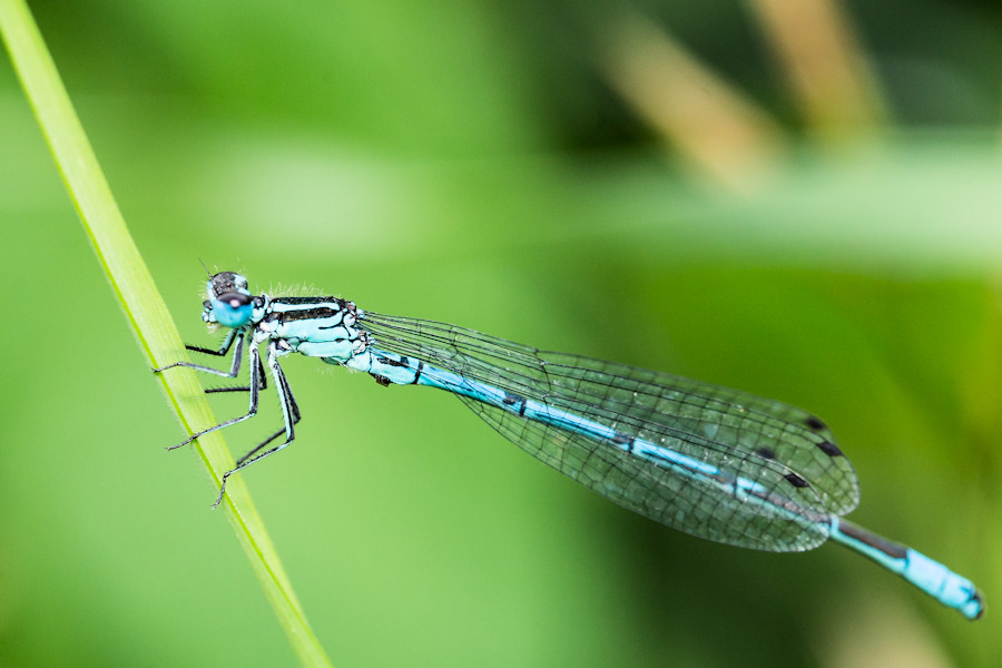 Blaue Federlibelle