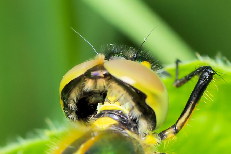 Glänzende Smaragdlibelle Kopf von hinten