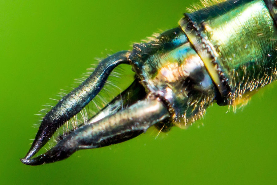 Stachel einer Glänzende Smaragdlibelle