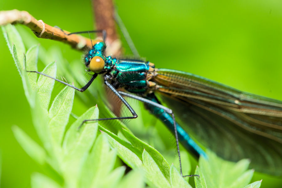 Libelle